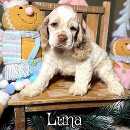 Luna - Buff and white female Cocker Spaniel puppy in Clinton, Oklahoma from Enchanted Spaniels