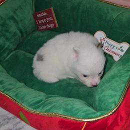 Girl 3 - Blue parti female Pomeranian puppy in Angleton, Texas from Pomeranian Palace, LLC