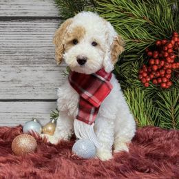 Bernedoodle and Goldendoodle Puppies from I Dream of Doodles