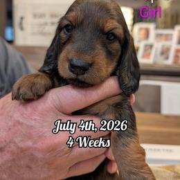 Girl 3 - Red female Dachshund puppy in Bluff City, Tennessee from Sidanelv Dachshunds