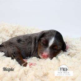 Girl 3 - Blue merle female Aussiedoodle puppy in Foxworth, Mississippi from Ten Mile Aussies