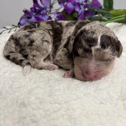Bernedoodle, Goldendoodle, and Poodle Puppies from Poodle and Doodle Haven