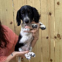 Snickers - Piebald male Dachshund puppy in Mountain Home, Arkansas from The Teacup Homestead Miniature Dachshunds