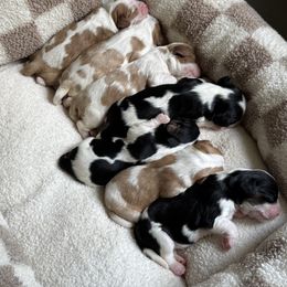 Cavalier King Charles Spaniel Puppies from Montpelier Cavaliers