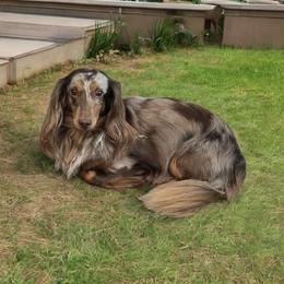 Marco - Dachshund