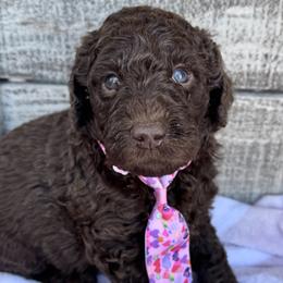 Boo Bear - Chocolate male Goldendoodle puppy in Mc Kinney, Texas from Flair Doodles