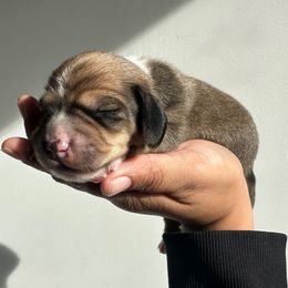 Rye (piebald) - Cream male Dachshund puppy in Mc Donough, Georgia from L & J Kennel