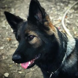 Jenga - German Shepherd