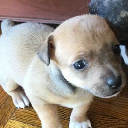 Teddy Roosevelt Terrier Puppies from Mud-E Acres Kennel