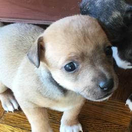 Teddy Roosevelt Terrier Puppies from Mud-E Acres Kennel