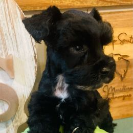 Boy 2 - Black male Miniature Schnauzer puppy in Malvern, Arkansas from Deep South Miniature Schnauzers