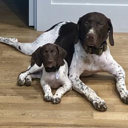 German Shorthaired Pointer Puppies from Tipsy Rabbit GSP TopDog Kennel