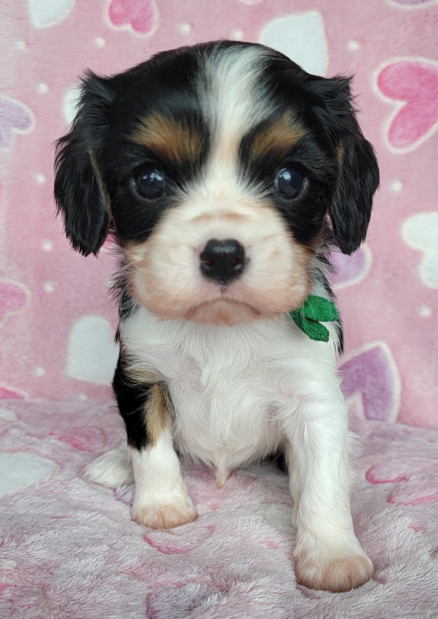 Cavalier King Charles Spaniel Puppies from Alexandra's Royal Cavaliers