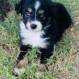 Girl 3 - Miniature Australian Shepherd puppy in Paris, Texas from Kuttin’ Up Mini Aussies