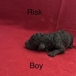 Risk - Poodle puppy from Legacy Poodles