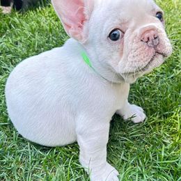French Bulldog Puppies from Jessicah's Frenchies Michigan's French Bulldog Breeder