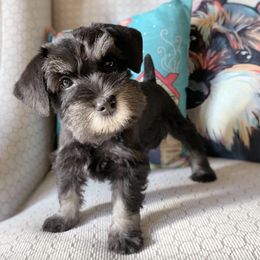 Miniature Schnauzer Puppies from Los Angeles Miniature Schnauzers