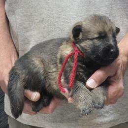 Girl 1 Red - Sable female German Shepherd puppy in Lake George, Colorado from High Country German Shepherds
