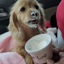 Dachshund Puppies from Karas Royal Dachshunds