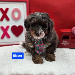 Rudolph- Blue collar - Blue merle male Bernedoodle puppy in Summerville, South Carolina from Channys Doodles