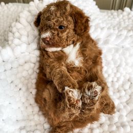 Birdie - Red  female Poodle puppy in Chapel Hill, North Carolina from Cyndi’s Poodles