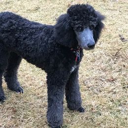 Poodle Puppies from Southern Standards Standard Poodles