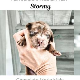 Stormy - Merle male Goldendoodle puppy in Punta Gorda, Florida from Transformation Acres Goldendoodle