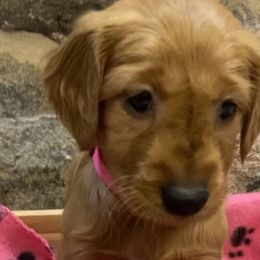 Hot pink - Dark golden Golden Retriever puppy in Cheyenne, Wyoming from Flying Gold Kennel