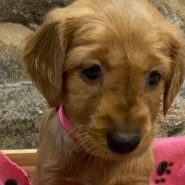 Hot pink - Dark golden Golden Retriever puppy in Cheyenne, Wyoming from Flying Gold Kennel