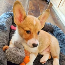 Pembroke Welsh Corgis from Miss Honey's Corgis