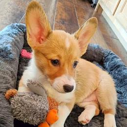 Pembroke Welsh Corgis from Miss Honey's Corgis