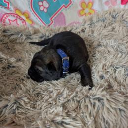 Blue - Sable male German Shepherd puppy in Motley, Minnesota from Von Thomson Haus