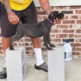 Blue - Black male Cane Corso puppy in Laplace, Louisiana from BFM Cane Corso’s