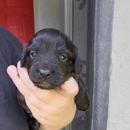 Panda - Black female Dachshund puppy in Altamonte Springs, Florida from Happy Tails Dachshunds