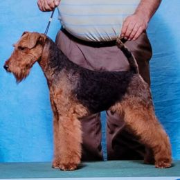 Percy - Welsh Terrier