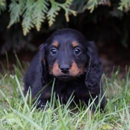 Prinz - Black and tan male Dachshund puppy in Crystal, Michigan from Mare-bella Dachshunds
