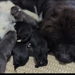 Black girl 1 - Black female Newfoundland puppy in Burfordville, Missouri from Umfleet Farms