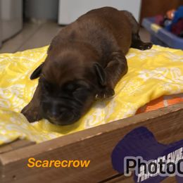 Scarecrow - Wheaten female Soft Coated Wheaten Terrier puppy in Gladewater, Texas from Felicias Swheaties