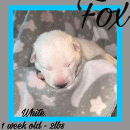 Fox - White male German Shepherd puppy in Falcon, Missouri from K2D2 Farm
