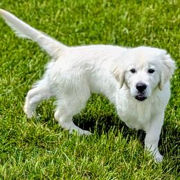Archie - Light golden male Golden Retriever puppy in Falcon, Missouri from Edge Farm LLC
