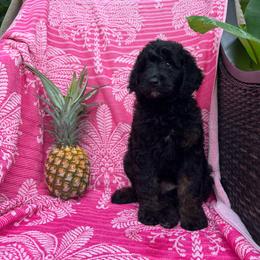 Amarillo - Black female Goldendoodle puppy in Willits, California from Big Island Goldendoodles