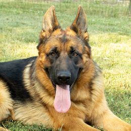 German Shepherds from Sentinel German Shepherds