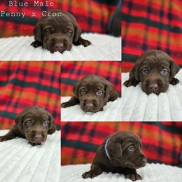 Blue Collar - Chocolate male Labrador Retriever puppy in Boyd, Minnesota from Lindley Labradors