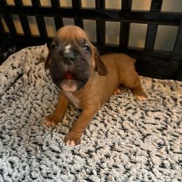 Boy 3 - Fawn male Boxer puppy in Lakeland, Florida from Cote's Boxers
