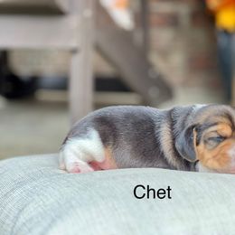 Chet - Black tan and white male Beagle puppy in Mansfield, Missouri from Rippee Creek Kennel