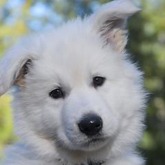 Black collar - White Berger Blanc Suisse puppy in Graham, Washington from Itrek White Swiss Shepherds