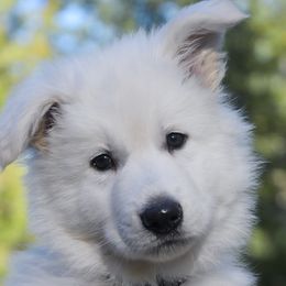 Black collar - White Berger Blanc Suisse puppy in Graham, Washington from Itrek White Swiss Shepherds