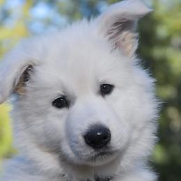 Black collar - White Berger Blanc Suisse puppy in Graham, Washington from Itrek White Swiss Shepherds