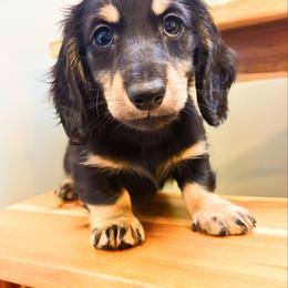 Maize 3500 - Cream male Dachshund puppy in Sylvania, Alabama from Yancey’s Doxies