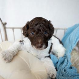 Burch - Parti male Goldendoodle puppy in Holly Springs, Georgia from Libby Lou’s Goldendoodles